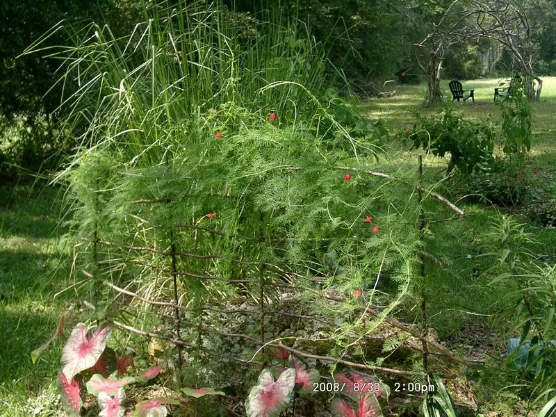 Cardinal Climber or Cypress Vine?